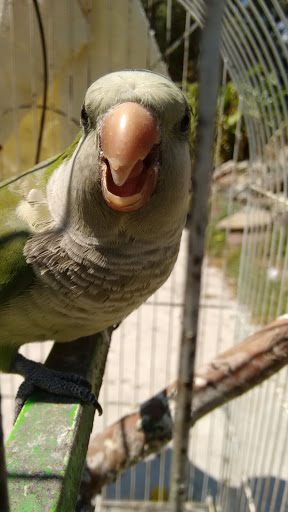 CENTRO VETERINARIO PARA ANIMALES EXOTICOS - Thumbnail