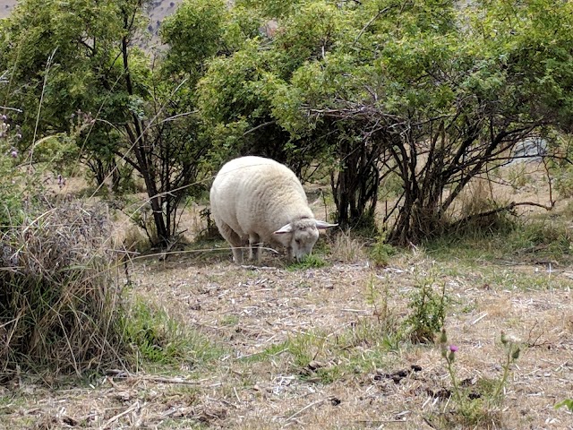 Roys Peak Track