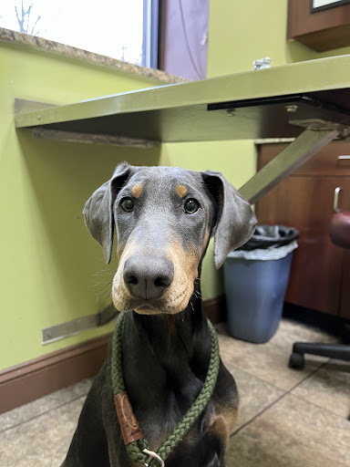 Michigan Avenue Animal Hospital