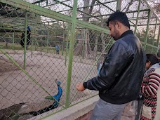 Peacocks Pen lahore