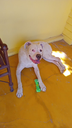 Veterinaria Mi Pequeño Cachorro
