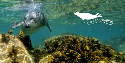 Scilly Seal Snorkelling