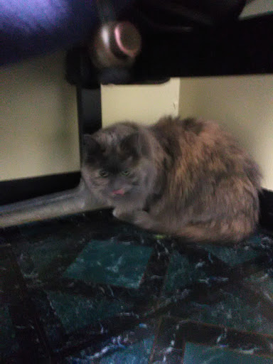 Best Friend Vet Care - Thumbnail