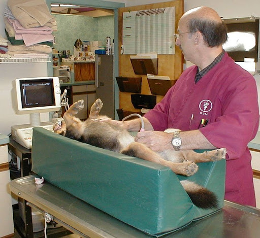 Orange Village Animal Hospital - Thumbnail