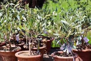 Photo n°15 de Florabora Pépinière à Lattes (Paysagiste)