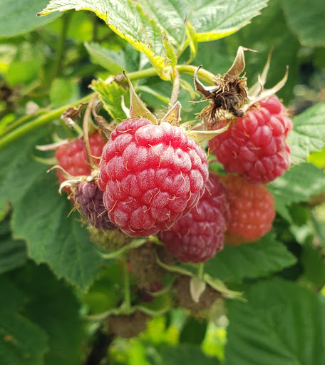 Donaldson Farms Farm Market - Thumbnail