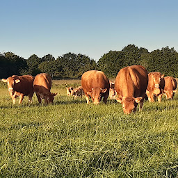 Photo n°30 de EI Hugues LEMESLE à Erdre-en-Anjou (Vendeur de viande en gros)