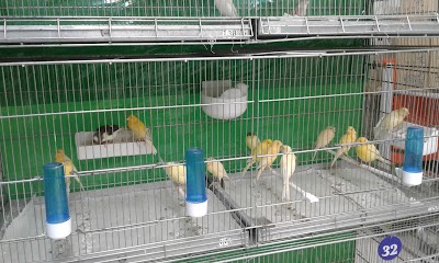 Photos of Canary Lavizan