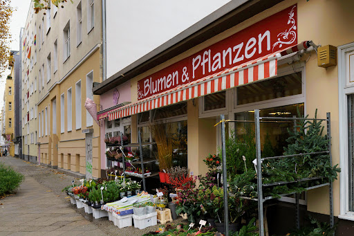 Blumen-Dörrfeld