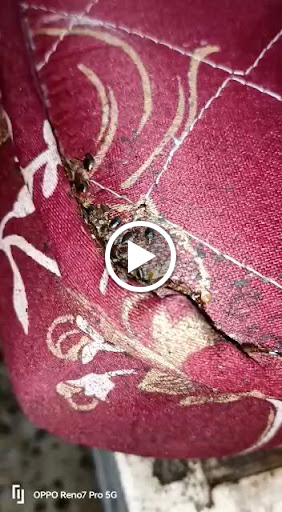 Bed bugs 🐞 treatment with high infestation’s