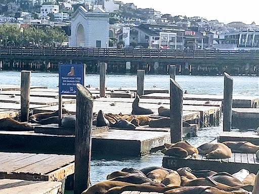 San Francisco Carousel at Pier 39 - Thumbnail