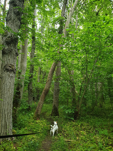 Bosarve lövskog Naturreservat - Thumbnail