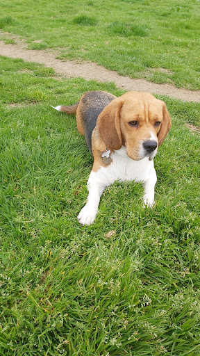 La Maquinista VETERINÀRIA - Thumbnail