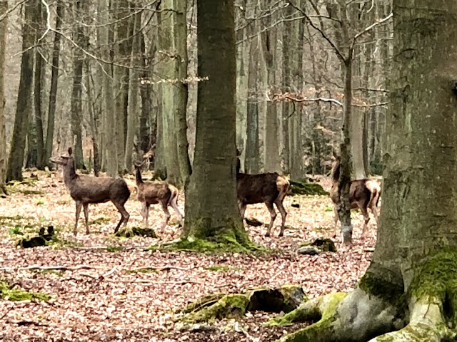 Parc Animalier de la Forêt de Roumare