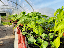 La Ferme du GUIROS à Ganties