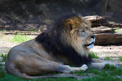 African Lions