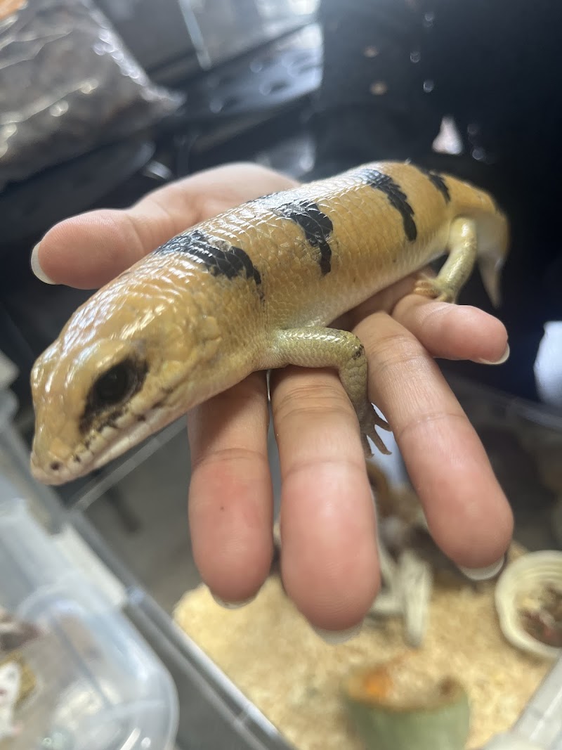 津山爬虫類ショップはちゅるーと