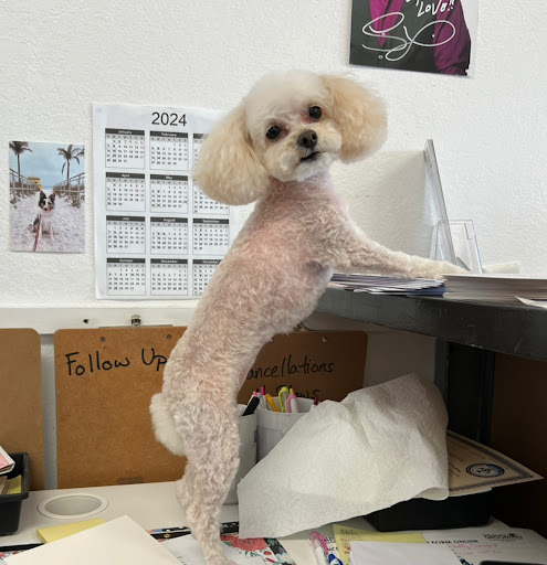 Gulf Beaches Grooming, LLC