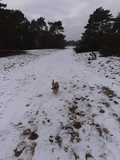 Veluwe parkeerplaats - Thumbnail