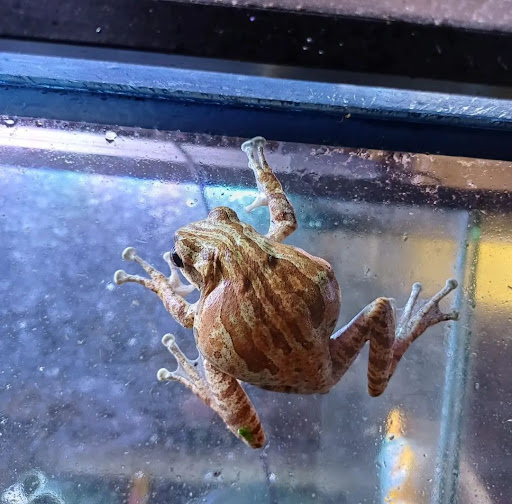 Hylidae - Thumbnail