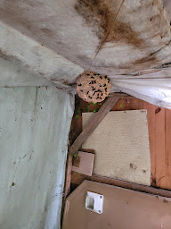 Photo n°16 de Md Service Guêpes Frelons 08 Reims 51 / Désinsectisation et destruction nids de guêpes nids de frelons à Rethel (Service d'extermination des nuisibles)