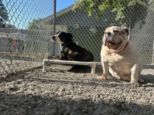Country Kennel
