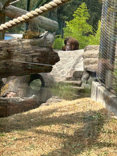 Primate forest