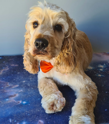 Super Pup Spa - Thumbnail