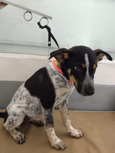 Veterinaria Doggato