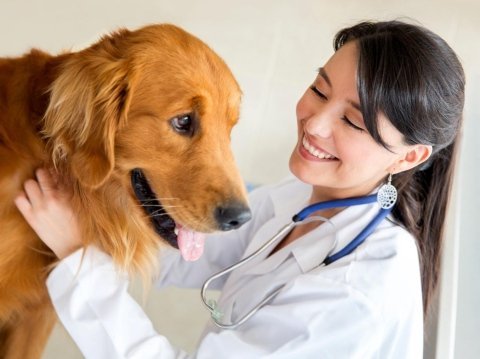 Clinica Veterinaria Bruxelles - Thumbnail