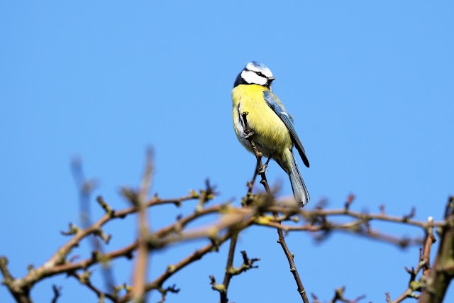 Amsterdamse Waterleidingduinen