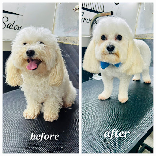 Puppy Palace Dog Grooming Salon & Mobile - Thumbnail