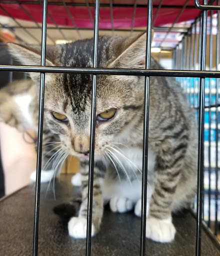 Petsense - Visual