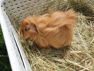 Photo n°15 de Le Domaine des Doudous à Gallardon (Éleveur)