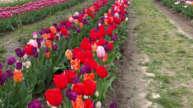 Tulip Valley Farms by null