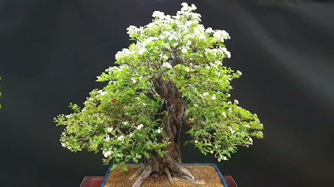Nyitvatartás: Budai Arborétum