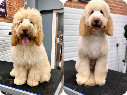 Dog Grooming - The Spa Ilkeston Pamper & Groom