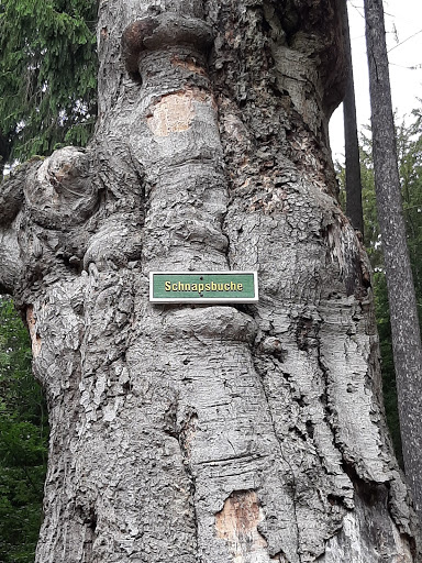 Schnapsbuche - Visual