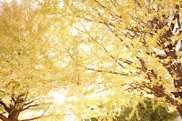 モリパーク いちょう並木