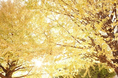 モリパーク いちょう並木