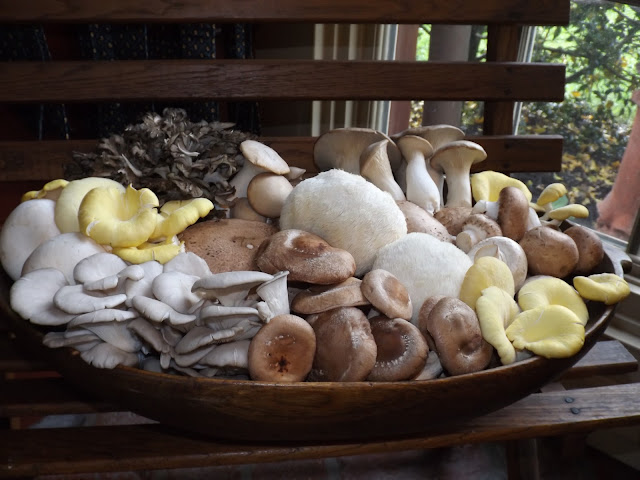 The Woodlands at Phillips Mushroom Farms by null