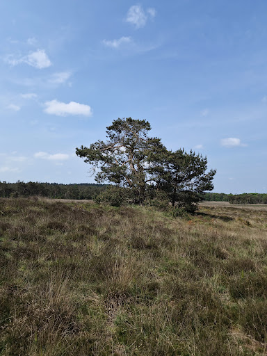 Breeveen - Visual