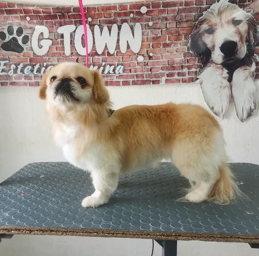 Dog Town Clinica Veterinaria & Estetica canina