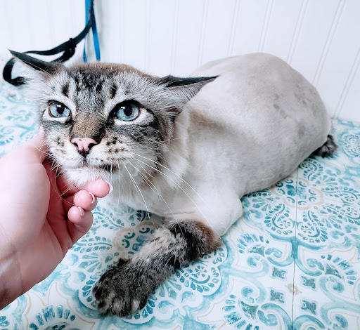 Hairloom Mobile Pet Spa - Thumbnail