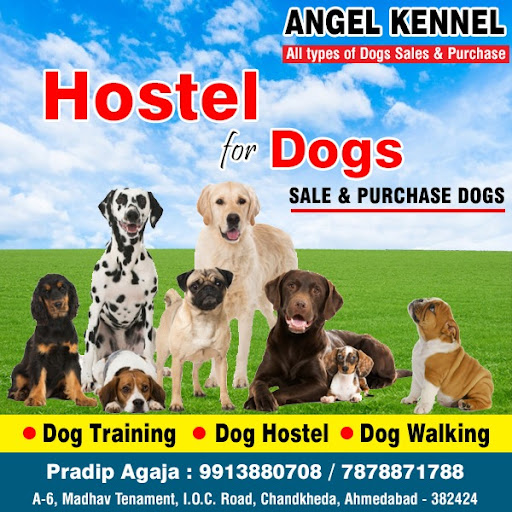 All types pup sale & parchase & hostel & walking & training  plz wp me for more information 99138… post image