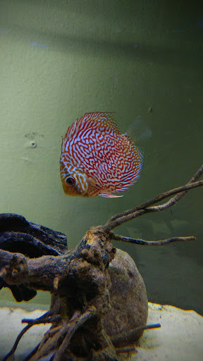 Aquarium Curuá - Thumbnail
