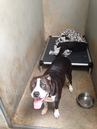 Del Mar Pet Hospital - Thumbnail