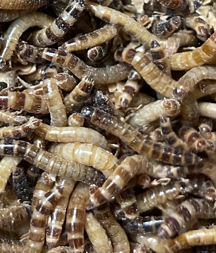 Happy Healthy Feeders - Thumbnail