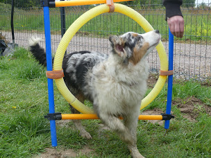 Photo n°9 de Ecole canine de Plessé à Plessé (Dresseur pour chiens)