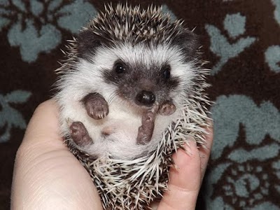 Hands Hedgehogs